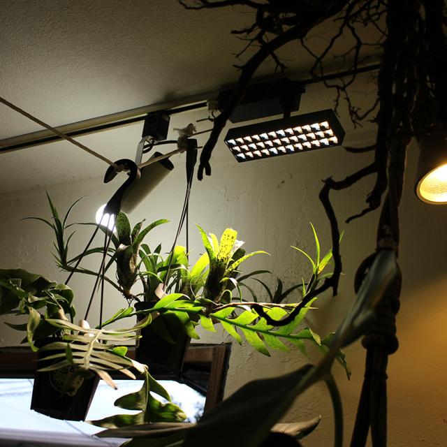 LED SPOT LIGHT for PLANTS 20W 植物ライト ダクトレール 電源 室内 インテリア 多肉 植物 園芸 育成 家庭菜園 栽培 【送料無料】_2