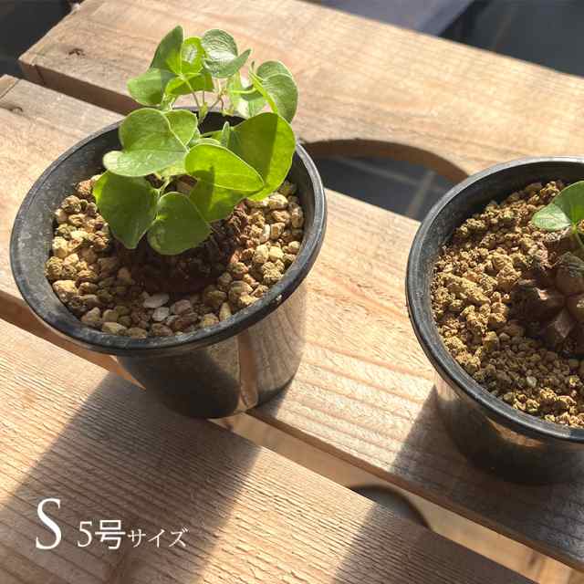 塊根植物 アフリカキッコウリュウ S 5号サイズ 【送料無料】