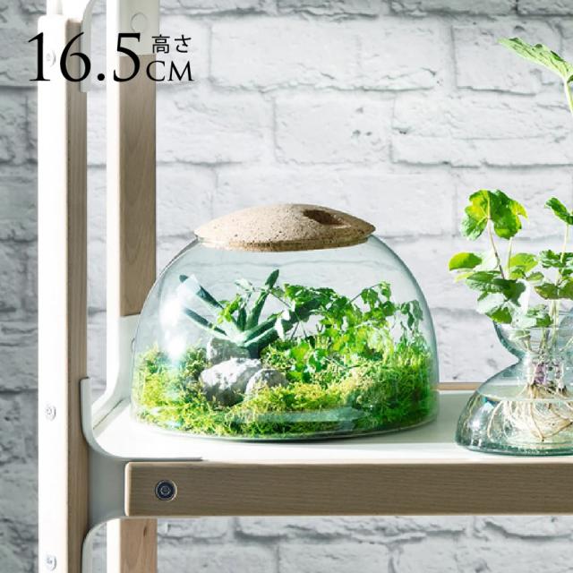 LSA International ガラスドーム Canopy キャノピー Closed Garden Clear H16.5cm   おしゃれ シンプル ハイドロカルチャー 【送料無料】