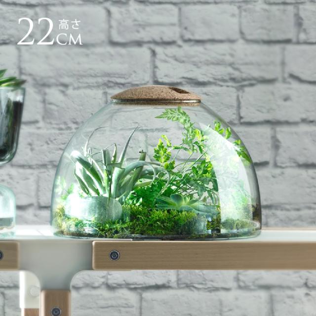 LSA International ガラスドーム Canopy キャノピー Closed Garden Clear H22cm ハイドロカルチャー 【送料無料】