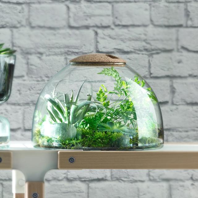 LSA International ガラスドーム Canopy キャノピー Closed Garden Clear H22cm ハイドロカルチャー 【送料無料】_1