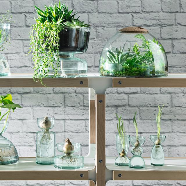 LSA International ガラスドーム Canopy キャノピー Closed Garden Clear H22cm ハイドロカルチャー 【送料無料】_4