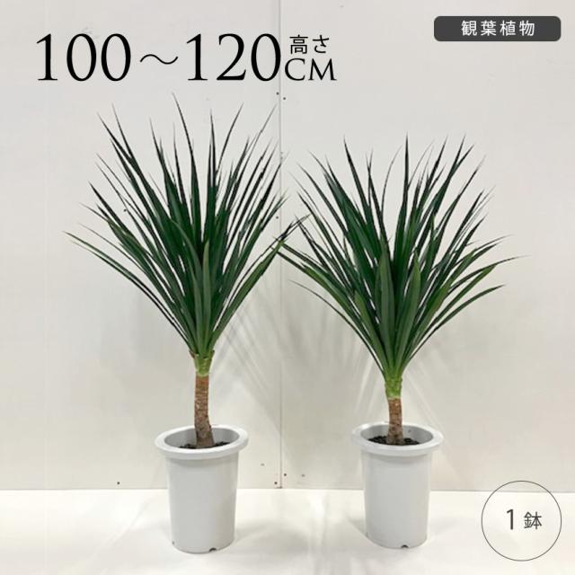 ドラセナ カンボジアーナ 幸福の木 M 7号 おしゃれ 植物 室内 園芸 インテリア グリーン 玄関 リビング オフィス 事務所 ショップ 店舗 カフェ  【送料無料】