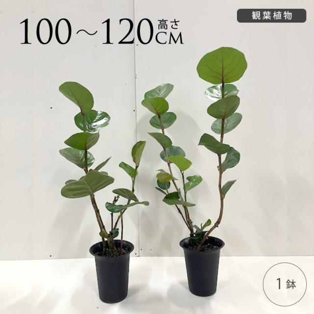 シーグレープ M 7号 ハマベブドウ おしゃれ 植物 室内 園芸 インテリア グリーン 玄関 リビング オフィス 事務所 ショップ 店舗 カフェ 【送料無料】