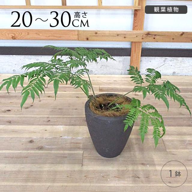リュウビンタイ S 7号 おしゃれ 植物 室内 園芸 インテリア グリーン 玄関 リビング シダ系 オフィス 事務所 ショップ 店舗 カフェ 【送料無料】