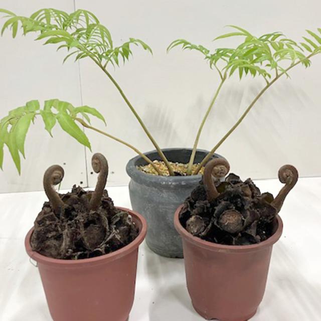 リュウビンタイ S 7号 おしゃれ 植物 室内 園芸 インテリア グリーン 玄関 リビング シダ系 オフィス 事務所 ショップ 店舗 カフェ  【送料無料】_1