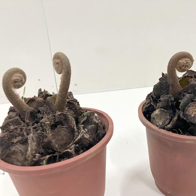 リュウビンタイ S 7号 おしゃれ 植物 室内 園芸 インテリア グリーン 玄関 リビング シダ系 オフィス 事務所 ショップ 店舗 カフェ  【送料無料】_2