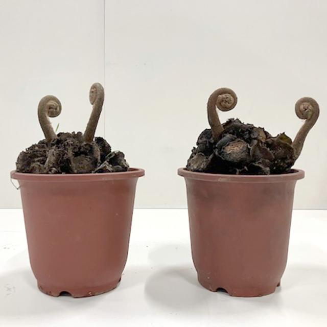 リュウビンタイ S 7号 おしゃれ 植物 室内 園芸 インテリア グリーン 玄関 リビング シダ系 オフィス 事務所 ショップ 店舗 カフェ  【送料無料】_3