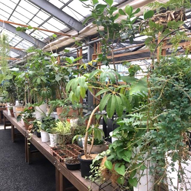 リュウビンタイ S 7号 おしゃれ 植物 室内 園芸 インテリア グリーン 玄関 リビング シダ系 オフィス 事務所 ショップ 店舗 カフェ  【送料無料】_4