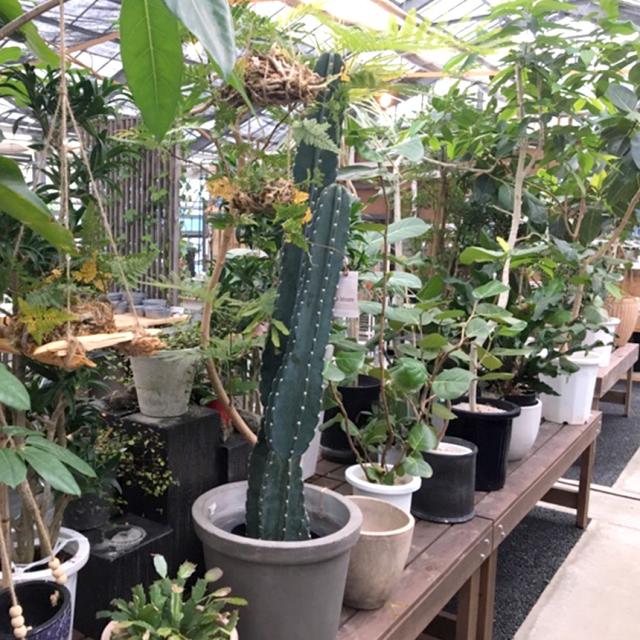 リュウビンタイ S 7号 おしゃれ 植物 室内 園芸 インテリア グリーン 玄関 リビング シダ系 オフィス 事務所 ショップ 店舗 カフェ  【送料無料】_5