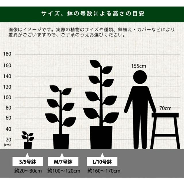 リュウビンタイ S 7号 おしゃれ 植物 室内 園芸 インテリア グリーン 玄関 リビング シダ系 オフィス 事務所 ショップ 店舗 カフェ  【送料無料】_6