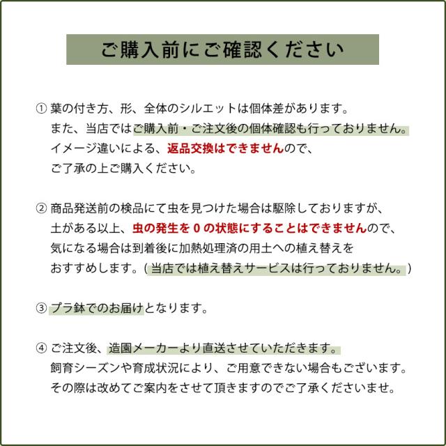 リュウビンタイ S 7号 おしゃれ 植物 室内 園芸 インテリア グリーン 玄関 リビング シダ系 オフィス 事務所 ショップ 店舗 カフェ  【送料無料】_7