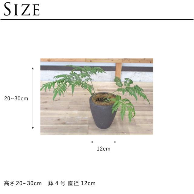 リュウビンタイ S 7号 おしゃれ 植物 室内 園芸 インテリア グリーン 玄関 リビング シダ系 オフィス 事務所 ショップ 店舗 カフェ  【送料無料】_8