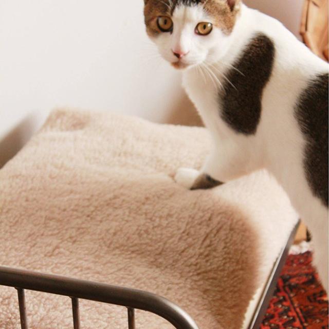JOURNAL STANDARD 犬猫用　ベッドフレーム 楽天市場】JOURNAL STANDARD FURNITURE ジャーナルスタンダード