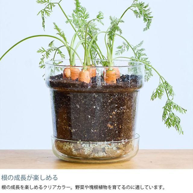 shesay シセイ リューズガラス プレート付き フラワーポット テーパー LL ポット 植木鉢 ガラス 7号鉢 おしゃれ シンプル 透明 クリア 多肉植物 塊根植物 鉢・プランター