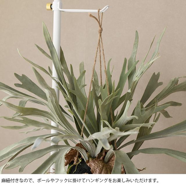 Brown. ブラウン フェイクグリーン ビカクシダ ハンギングボール 60 フェイクグリーン おしゃれ ハンギング シダ 人工観葉植物 グリーン インテリア 造花 吊るす ペット_4
