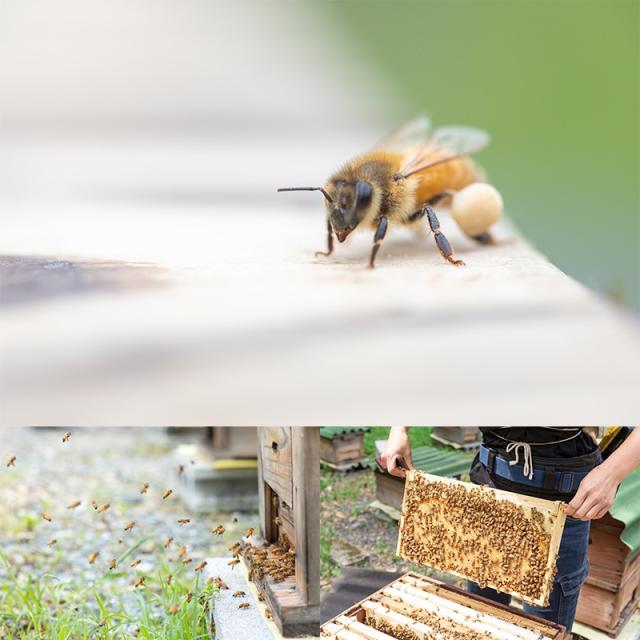 日本蜜蜂用の養蜂５段セット 71eEAwfXBmL._UF350,350_QL80_.jpg