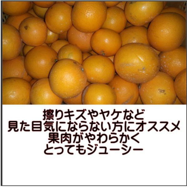 清見オレンジ 訳あり 箱込１０キロ ９kg 保証分５００g 熊本産 みかん ミカン 蜜柑の通販はau Pay マーケット フルーツ甘味屋ｇｇｙ