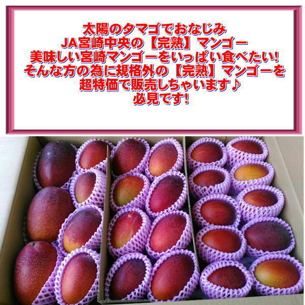 （約4kg）宮崎マンゴー　訳あり　約4キロ（規格外）加工用　メガ盛り　クール便発送　ＪＡ宮崎中央　はまゆう　小林　完熟マンゴー_1
