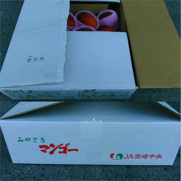 （約4kg）宮崎マンゴー　訳あり　約4キロ（規格外）加工用　メガ盛り　クール便発送　ＪＡ宮崎中央　はまゆう　小林　完熟マンゴー_2