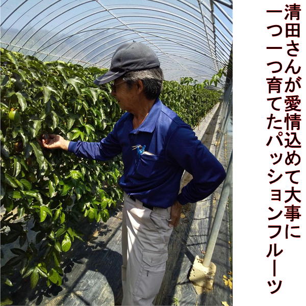 パッションフルーツ　大容量　4ｋｇ　熊本産　清田さんのパッションフルーツ　80サイズ_2