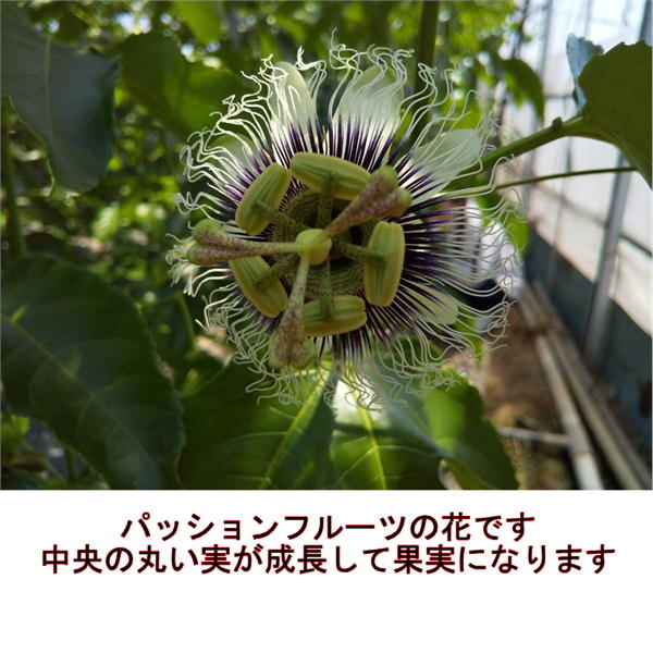 パッションフルーツ　大容量　4ｋｇ　熊本産　清田さんのパッションフルーツ　80サイズ_3