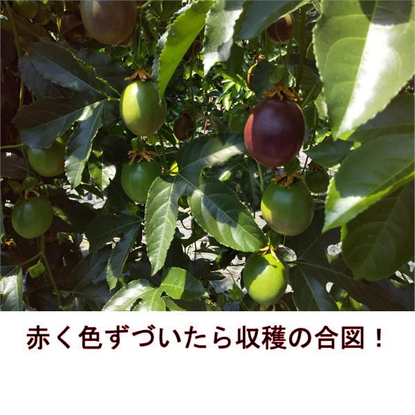 パッションフルーツ　大容量　4ｋｇ　熊本産　清田さんのパッションフルーツ　80サイズ_4