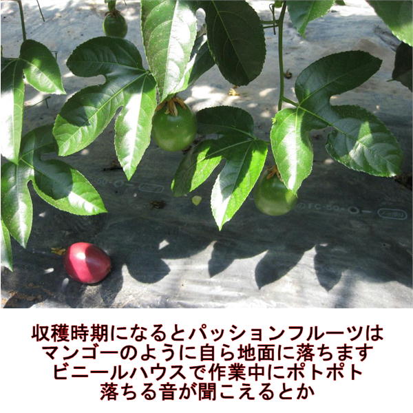 パッションフルーツ　大容量　4ｋｇ　熊本産　清田さんのパッションフルーツ　80サイズ_5