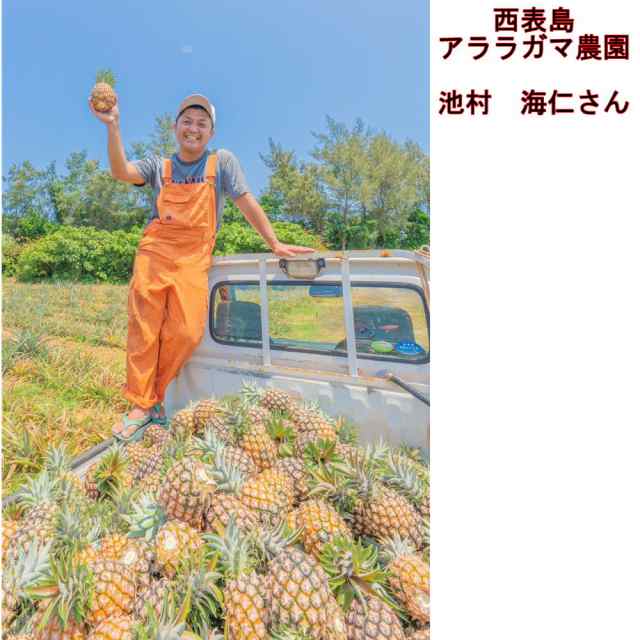 沖縄県産　通販　ピーチパイン　1玉（約600g〜700g）