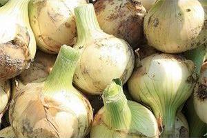 熊本産 水の子会の無農薬栽培 桜たまねぎ 桜玉葱 新玉ねぎ ５kg サイズ混合 数量限定 送料無料 沖縄 離島を除く の通販はau Pay マーケット 自然食品の店 らびっと村