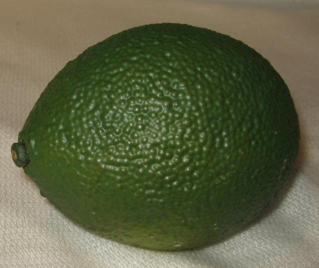 フルーツ サンプル グリーンレモン 小 直径５ｃｍ 長さ７ｃｍ 約３１ｇの通販はau Pay マーケット ユカワファニチュア
