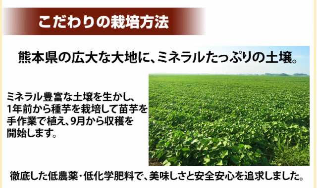 箱込（内容量4kg＋補償分500g)　紅まさり　PAY　マーケット　訳あり　焼き芋　PAY　熊本・宮崎県産　さつまいも　春こがね　送料無料　サツマイモ　au　シルクスイート　Foodys　の通販はau　5kg　マーケット－通販サイト