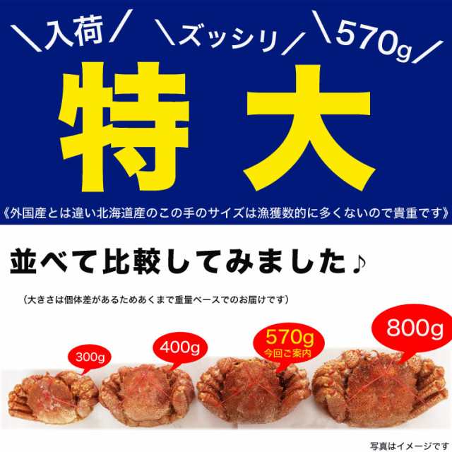 kani　北海道産　国産［カニ味噌　けがに　かに　特大　毛ガニ　堅　マーケット－通販サイト　みそ　PAY　570g前後×　ボイル　毛がに　毛蟹　3尾　蟹　マーケット　カニ　au　kegani　crab　フーズランド北海道　小］［プレミの通販はau　PAY