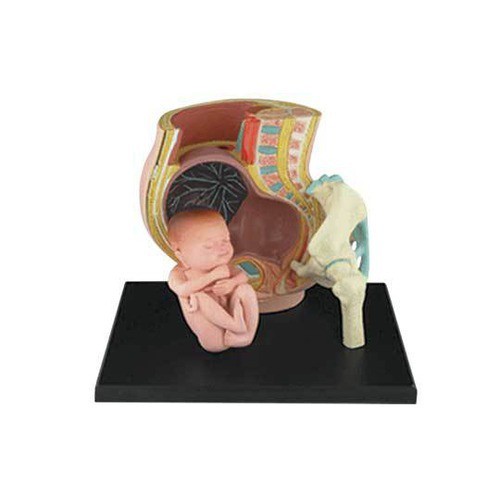 Fame Master 4dパズル 立体パズル 人体解剖モデル 妊婦 6の通販はau Pay マーケット 東急ハンズネットストア