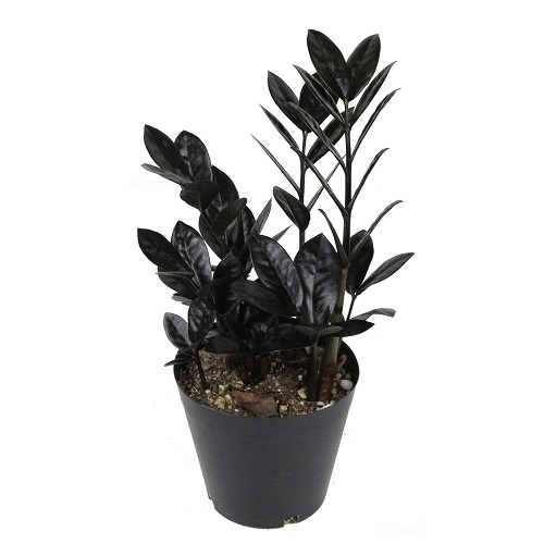 珍しい観葉植物 ザミオクルカスレイヴン4号の通販はau Pay マーケット Dcmオンライン
