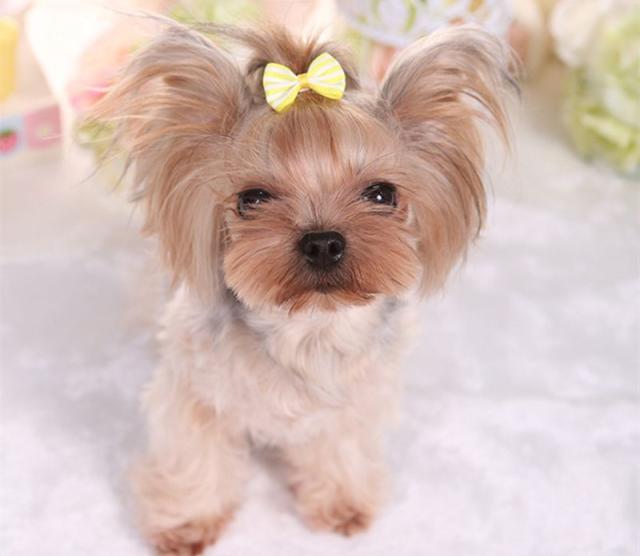 わんちゃん チャーム 3点set リボン ポメラニアン