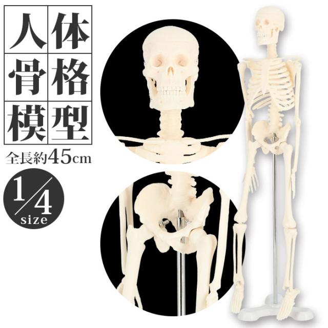 骨模型 人体模型 Amazon.com: Anatomy Lab 人體骨骼模型,19 英吋(約49.2 公分