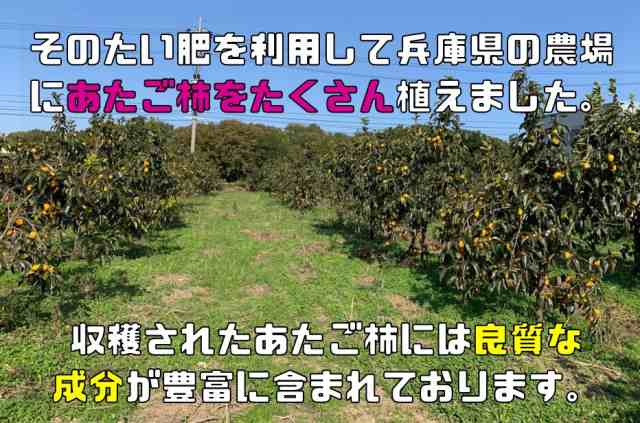 兵庫県産 愛宕柿（あたご柿）やや小粒 10Kg 未選別 柿 かき 徳用 傷あり 兵庫産 吊るし柿用 干柿用 渋柿 ご家庭用 訳あり 果物 干し柿の通販はau  PAY マーケット - 食べもんぢから。