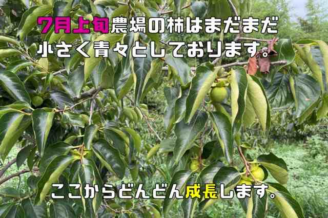 兵庫県産 愛宕柿（あたご柿）やや小粒 10Kg 未選別 柿 かき 徳用 傷あり 兵庫産 吊るし柿用 干柿用 渋柿 ご家庭用 訳あり 果物 干し柿の通販はau  PAY マーケット - 食べもんぢから。