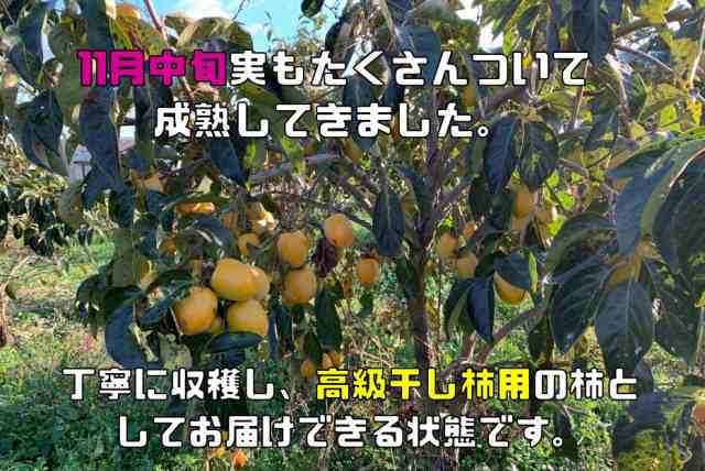 兵庫県産 愛宕柿（あたご柿）やや小粒 10Kg 未選別 柿 かき 徳用 傷あり 兵庫産 吊るし柿用 干柿用 渋柿 ご家庭用 訳あり 果物 干し柿の通販はau  PAY マーケット - 食べもんぢから。