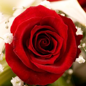 スイートラブ 赤バラ カサブランカ花束 誕生日プレゼント 女性の通販はau Pay マーケット 翌日配達お花屋さん