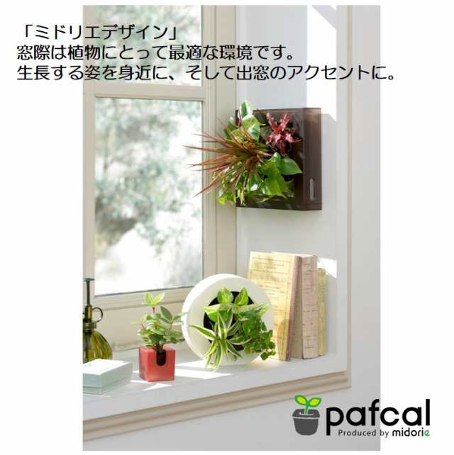 土を使わない壁掛け観葉植物 ミドリエデザイン Greenframeブラウン17b4の通販はau Pay マーケット ミドリエデザイン公式shop