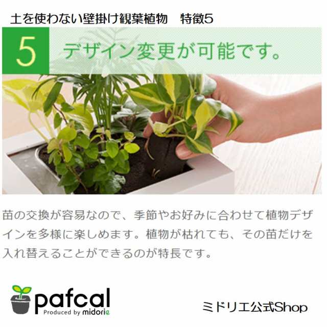 土を使わない壁掛け観葉植物 ミドリエデザイン Frameホワイト17y4の通販はau Pay マーケット ミドリエデザイン公式shop