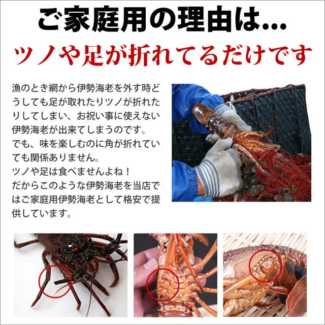ご家庭用 訳あり 活伊勢海老 4 6尾 1kg 産地直送 宅配便 送料無料 徳島県産 冷凍ではない活きている天然イセエビ 長寿祝い 新鮮プリプの通販はau Pay マーケット ありがとうわくわくの 阿波の産直便