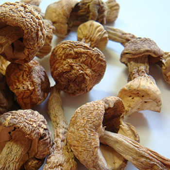 アガリクス茸 100g 1袋 通販 キノコ きのこ なまため 祝 ギフト 犬猫 ドライ 乾燥 あがりくす 常温 5298の通販はau Pay マーケット こんにゃく屋生田目屋