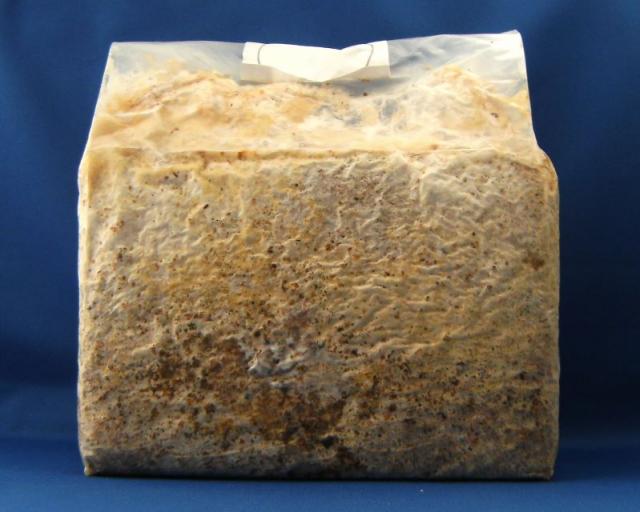 【送料無料】微創研【mother】菌糸ブロック シワタケ　ＭＴ１６０Ｐタイプ オールクヌギ　３，６Ｌ×5個セット　※商品説明をよくお読みの上、ご注文下さい。の通販は