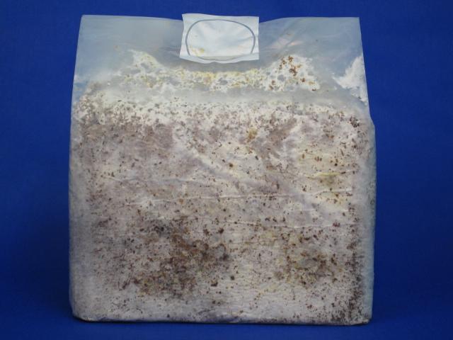 【送料無料】微創研【mother】菌糸ブロック オオヒラタケＣタイプ 粗目　３，６Ｌ×2個セット　※商品説明をよくお読みの上、ご注文下さい。