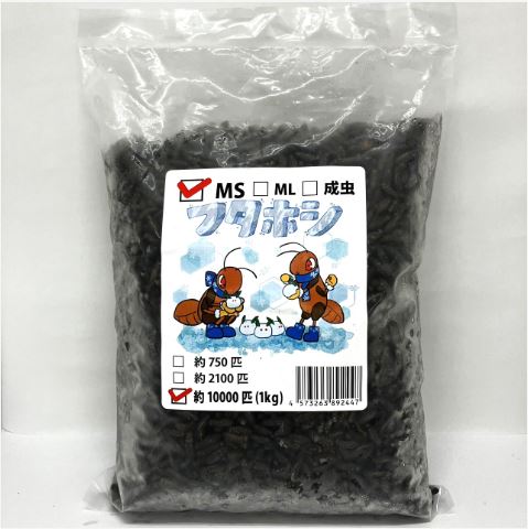 【送料無料・邑楽ファーム】【クール便発送】冷凍フタホシコオロギ(チャコオロギ)　MSサイズ　１ｋｇ(約10000匹入り)