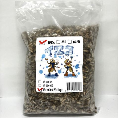【送料無料・邑楽ファーム】【クール便発送】冷凍イエコオロギ　ＭSサイズ　１ｋｇ(約10000匹入り) 4,000円