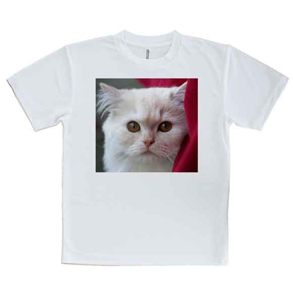 かわいい Tシャツ 猫のアップ 猫 ネコ ねこ 雑貨 かわいい T シャツ 